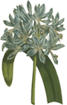 agapanthus umbellatus