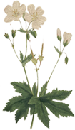 geranium angulatum
