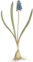 hyacinthus botryoides