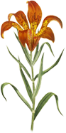 lilium pensylvanicum